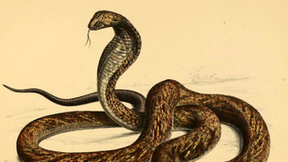 ווײַסרוסישע שפּרוכן קעגן ווייטיק, שלאַנגען־ביסן, וועלף און בערן אינעם כּתבֿ־יד EE.011.037 פֿון וויליאַם גראָסעס קאָלעקציע