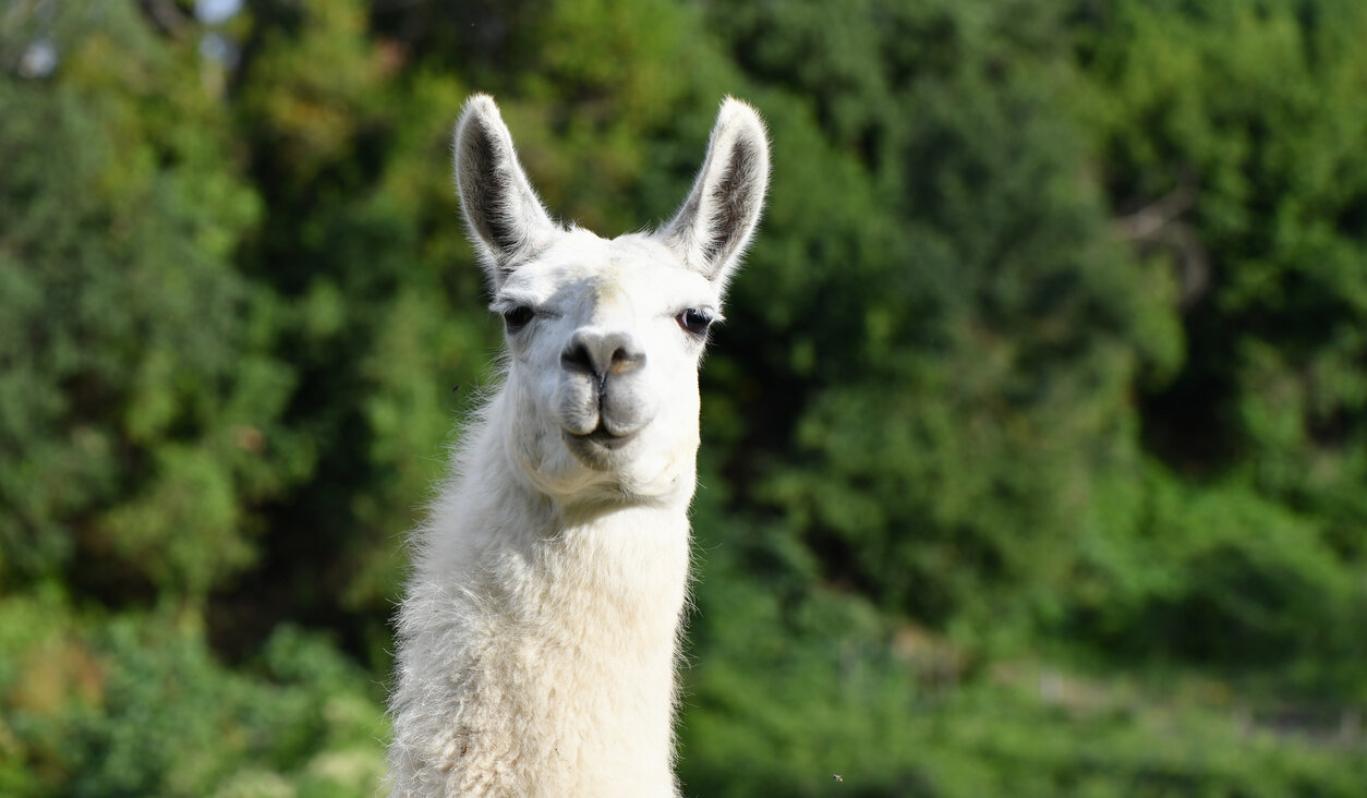 Llamas were first domesticated in South America.