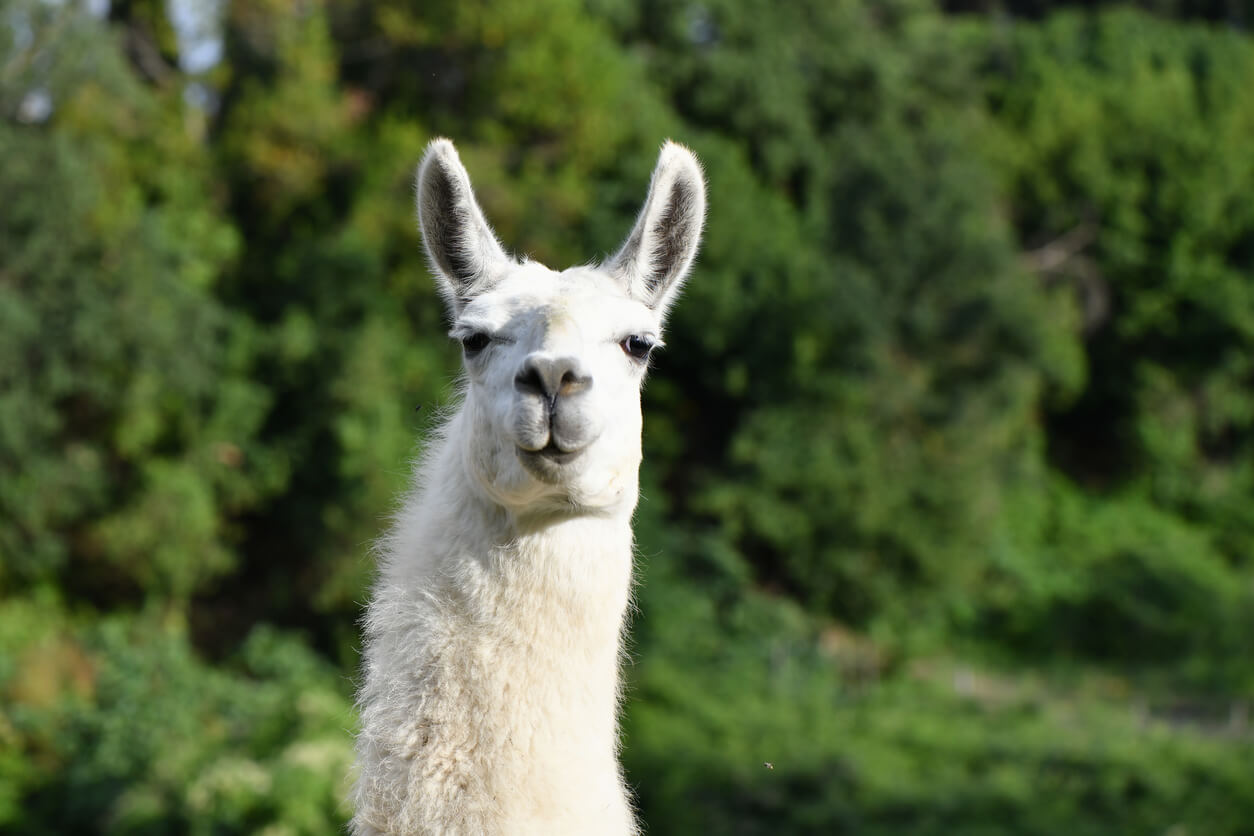 Llamas were first domesticated in South America.
