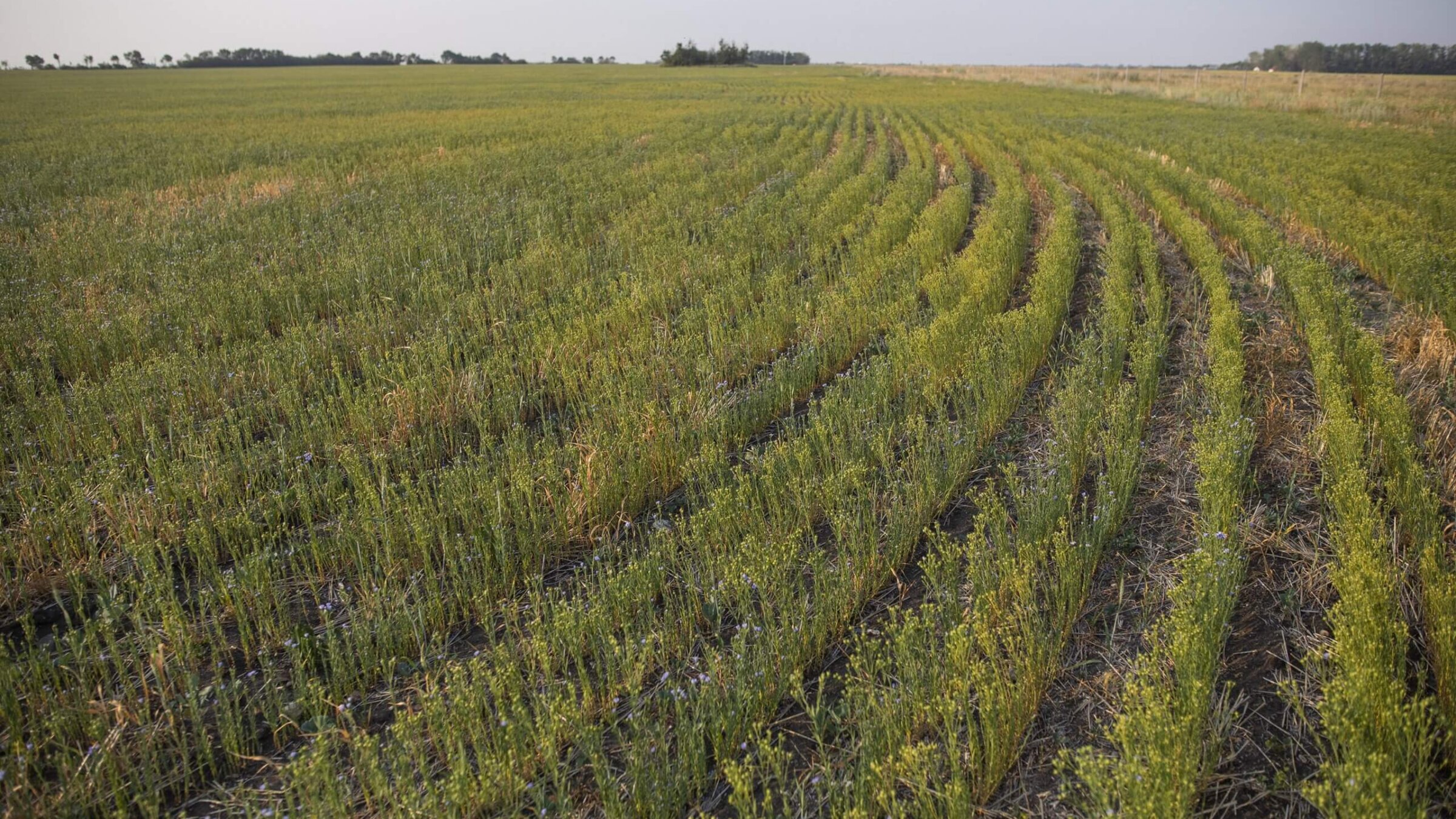 A flax crop on a grain farm near Osler, Saskatchewan, Canada, in July 2021. 