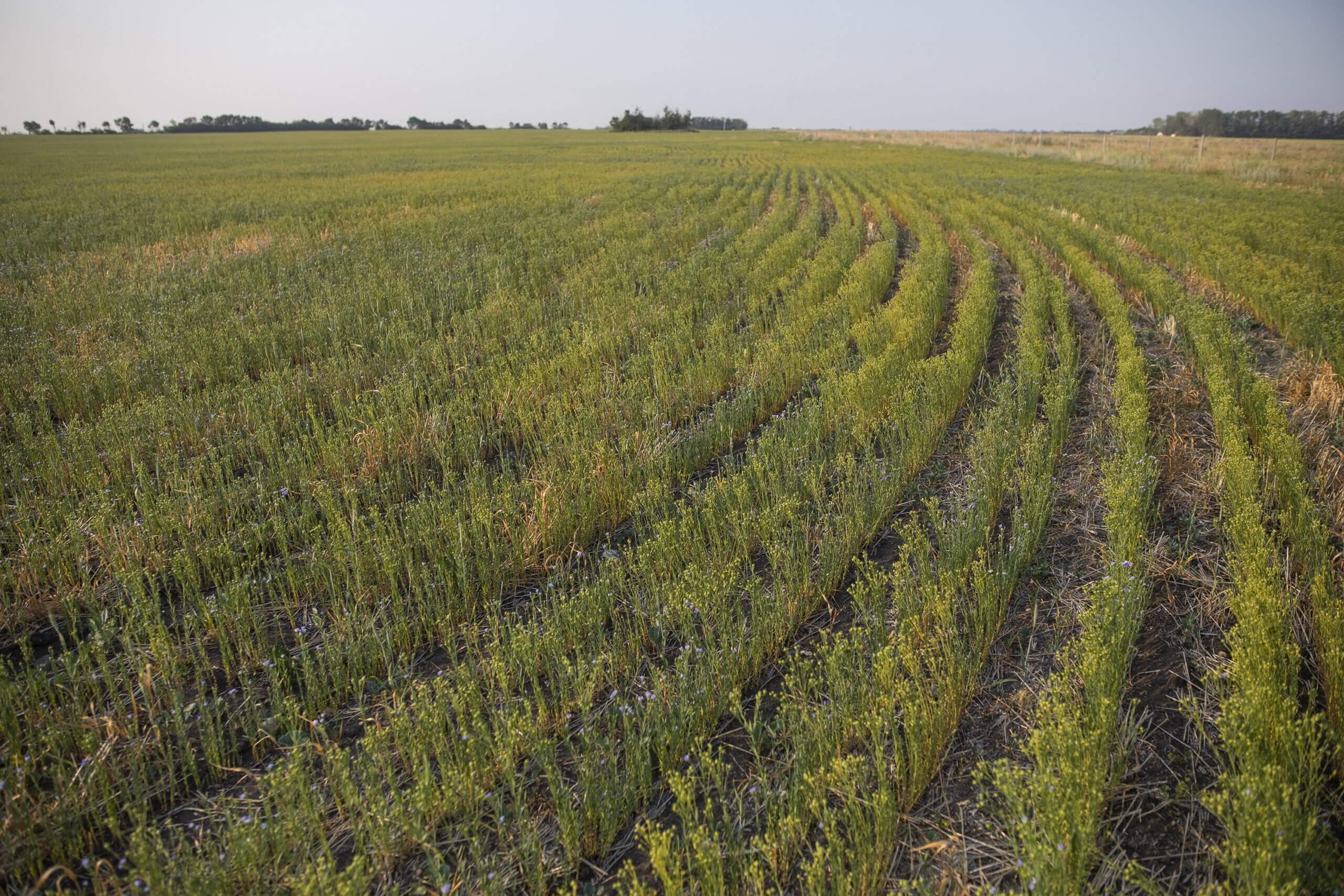 The many reasons you should be eating more flax – The Forward