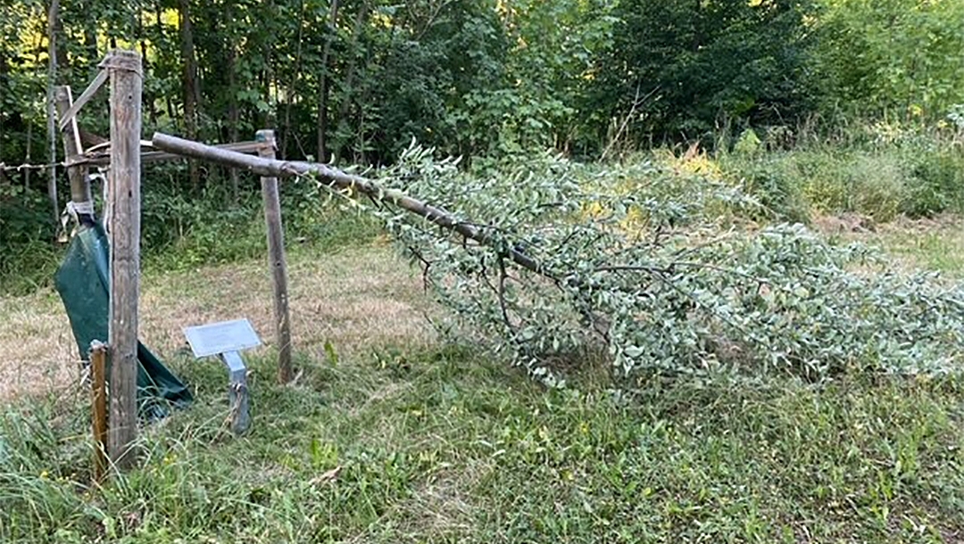 Vandals cut down memorial trees at the former Nazi camp of Buchenwald in Germany, July 19, 2022. (Stiftg. Gedenkstätten Buchenwald u. Mittelbau-Dora)