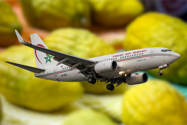 For the first time ever, Moroccan etrogs flew direct from Casablanca to Israel in 2022. (Royal Air Maroc plane via Robert Smith/MI News/NurPhoto via Getty Images; collage by JTA)