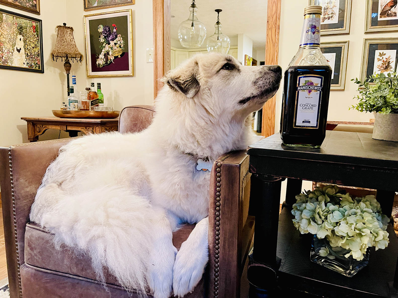 Even my dog, Jolene, is interested in this story about how Manischewitz wine gets made. (Benyamin Cohen)