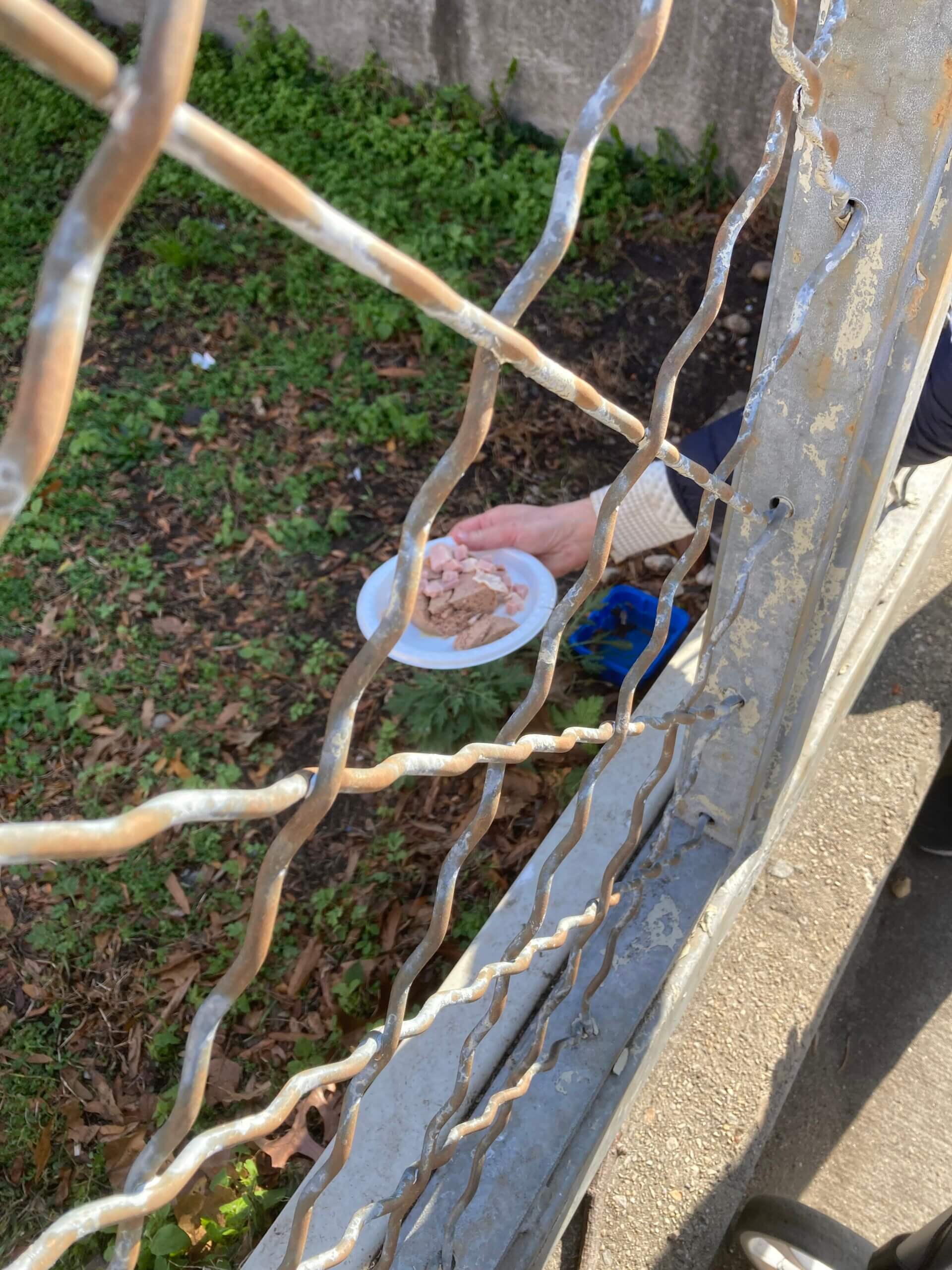 A woman's hand reaches behind a chain link fence to place a dish of wet cat food on the ground.