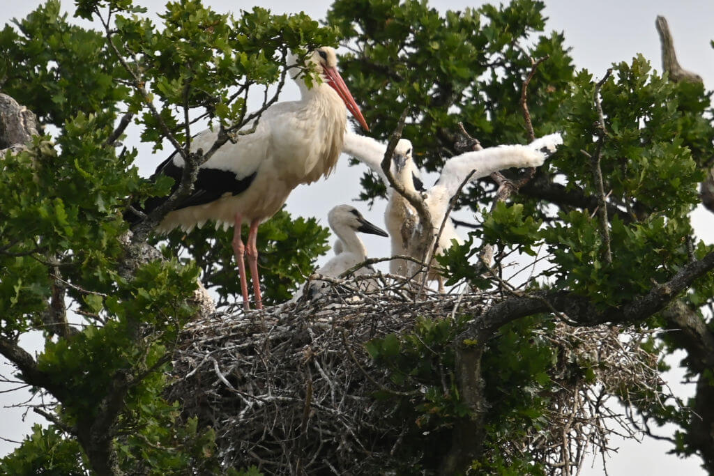 A stork with chicks in the nest as one tries to take flight. Getting human kids to launch isn't always that easy.