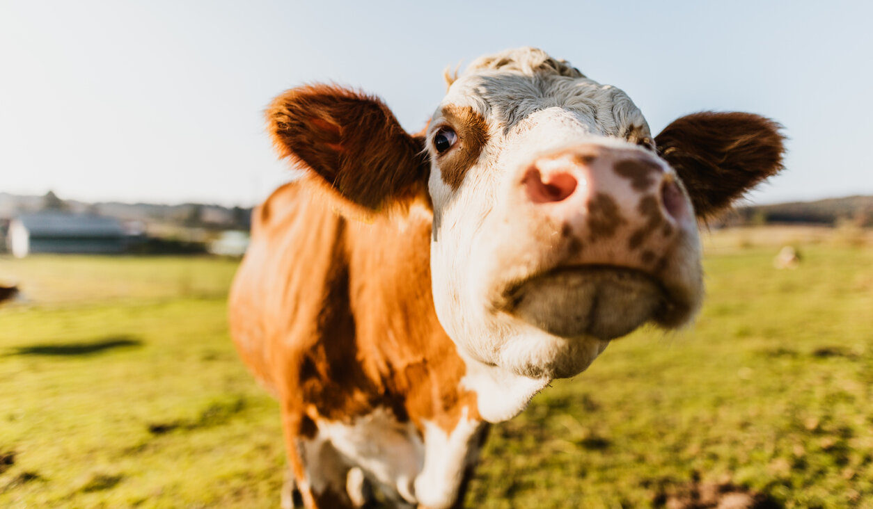 Does kosher cow taste better than non-kosher? Polish scientists believe they've found an answer. 