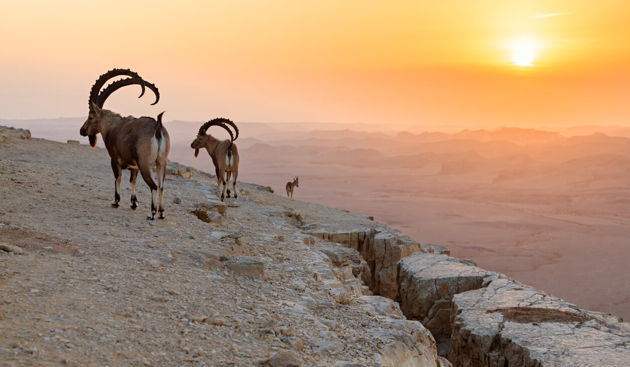 Ibex on a cliff at sunrise in Israel.