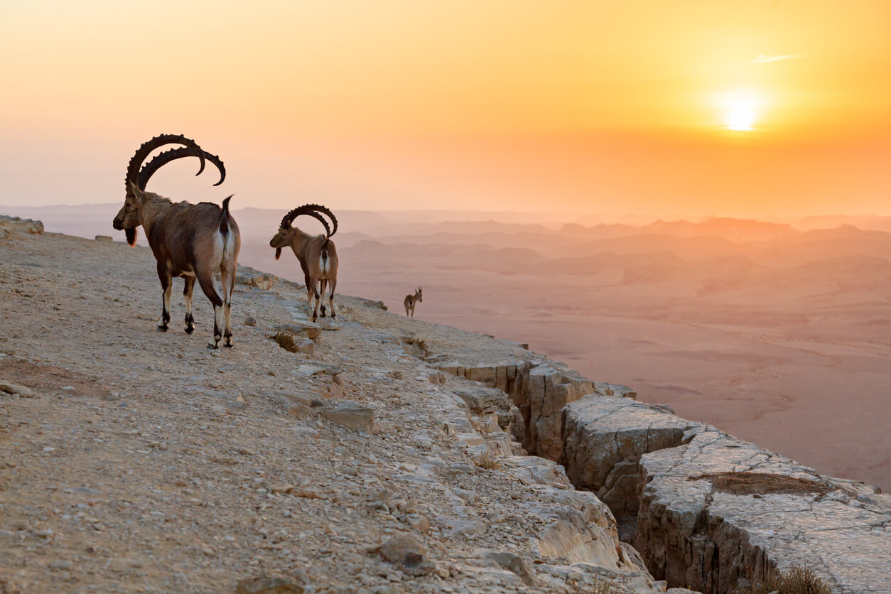 Ibex on a cliff at sunrise in Israel.