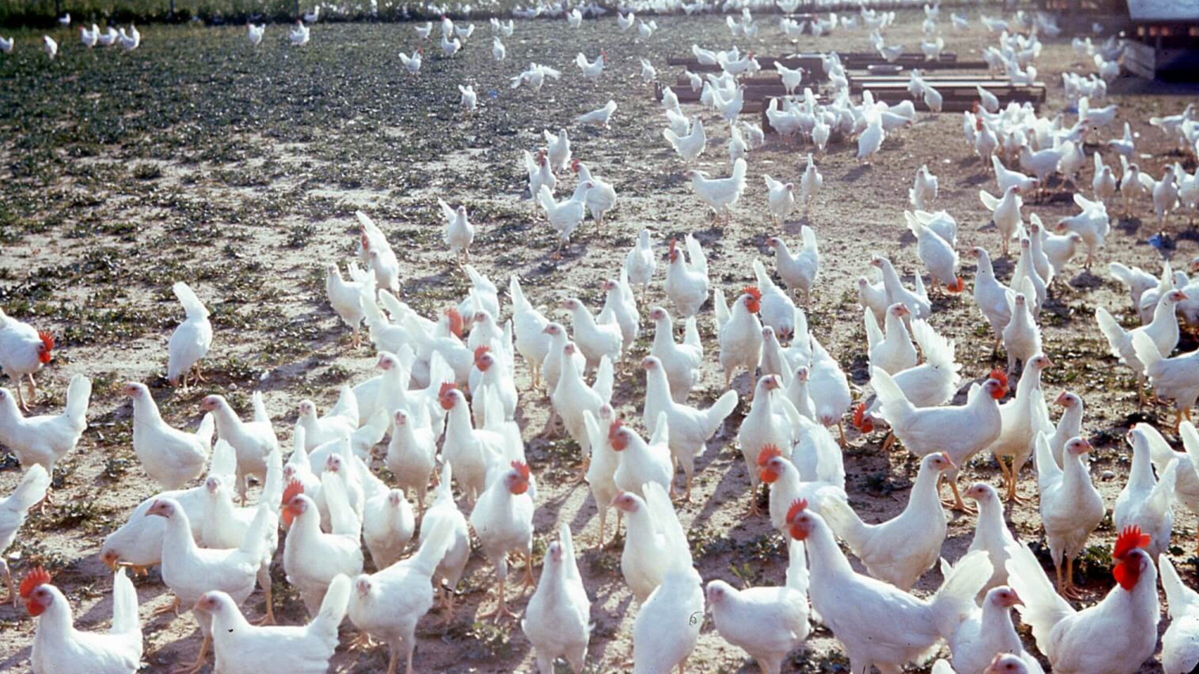 Family-owned poultry farm in Vineland, New Jersey in the 1950s