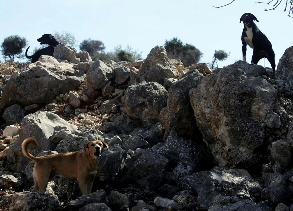 Stray dogs in the Galilee, northern Israel. (Photo: Yaron Kaminsky)