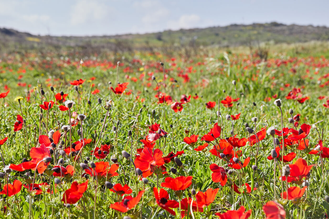 A field of wild red anemone flowers in southern Israel.