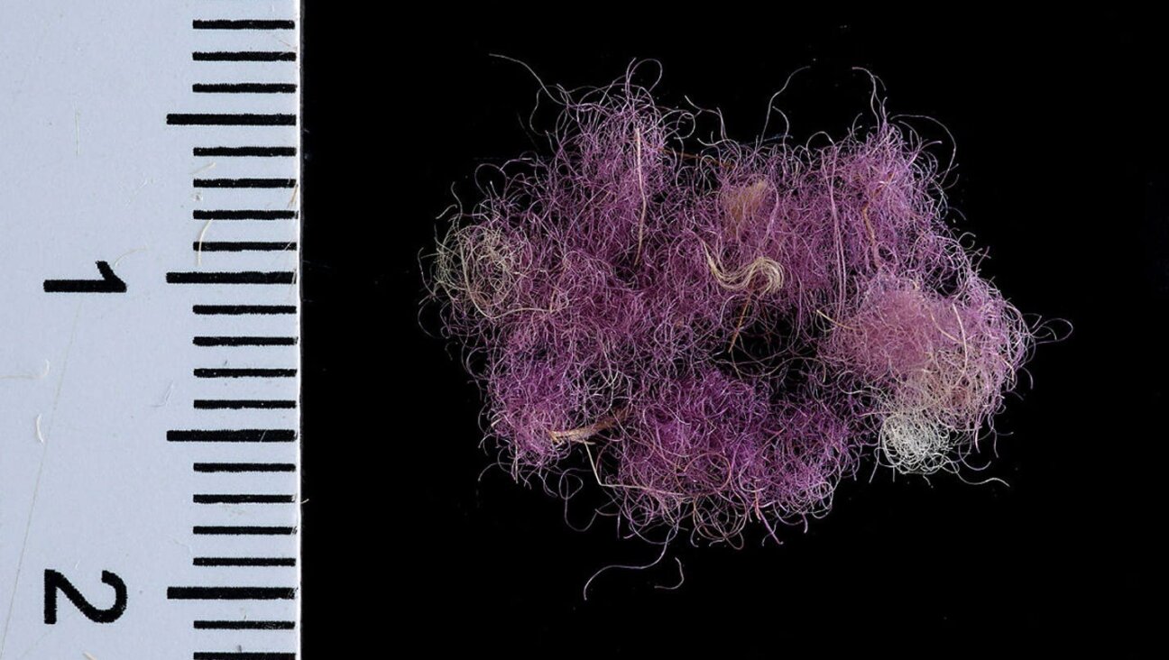 Wool fibers dued with purple about 3,000 years ago found at Timna in southern Israel.