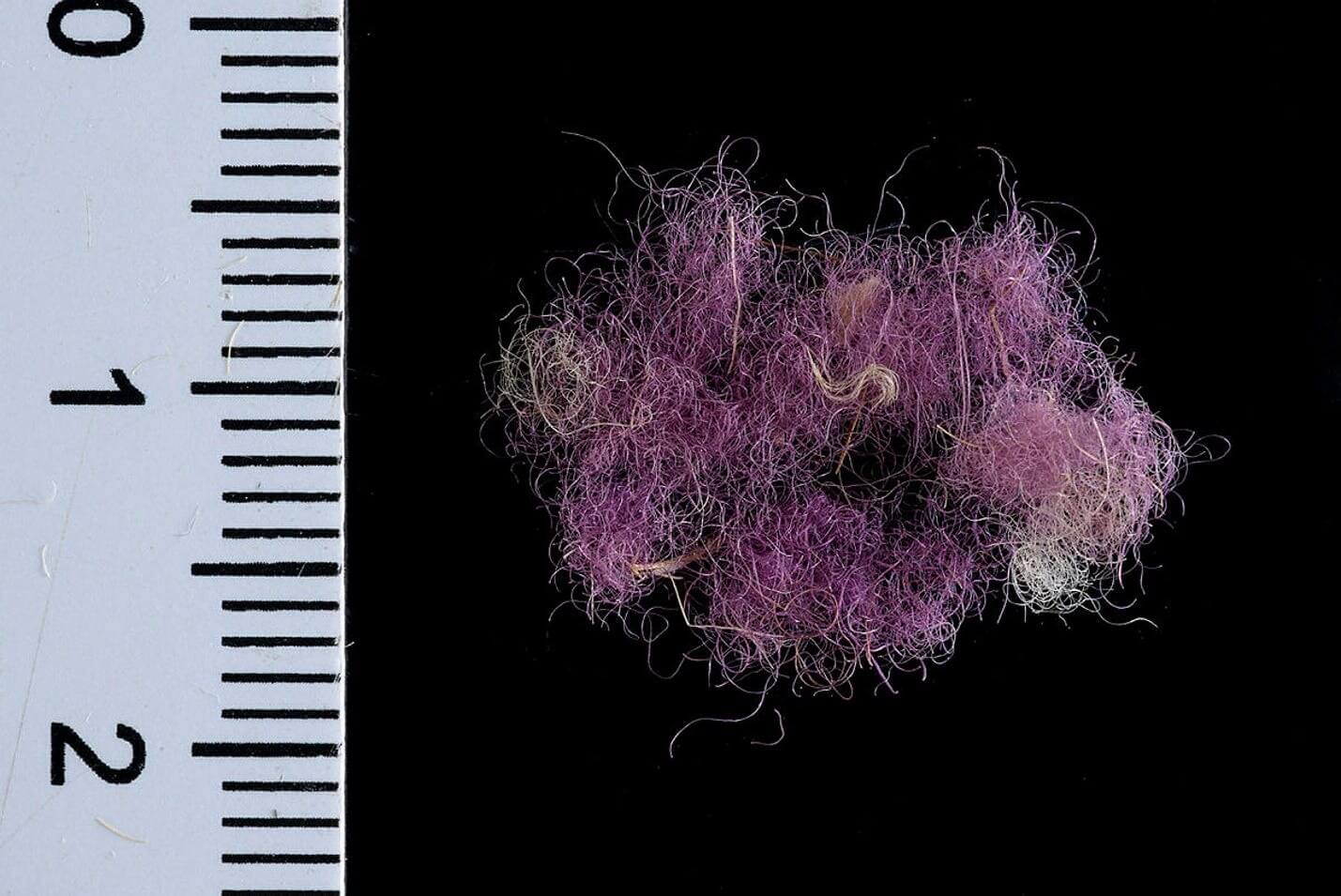 Wool fibers dued with purple about 3,000 years ago found at Timna in southern Israel.