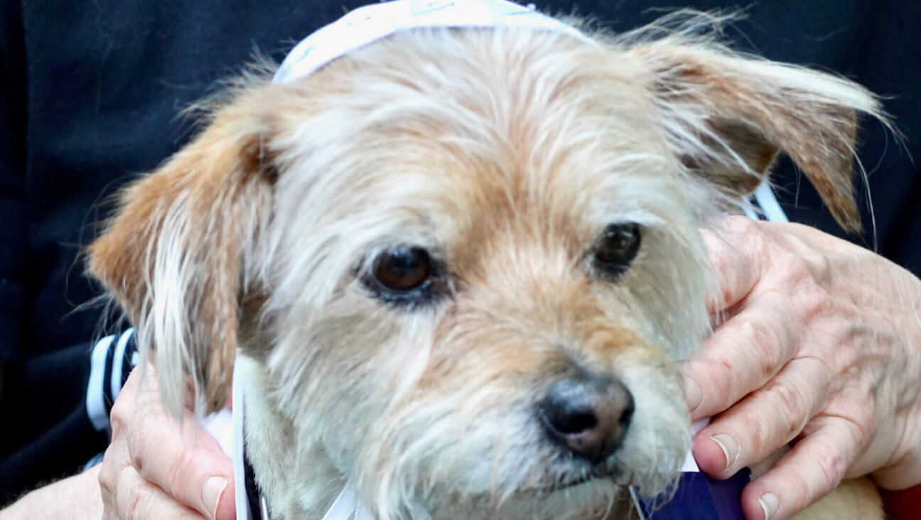 Coco, a 13-year-old terrier is called to the bimah on his big day.