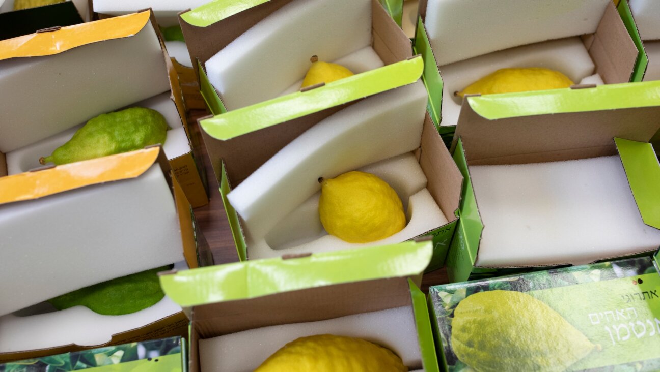 Etrogs are packaged for shipping in London. (Dan Kitwood/Getty Images)