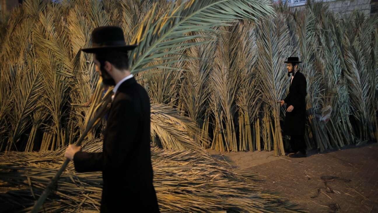 A man carries palm branches for the roof of his Sukkah.