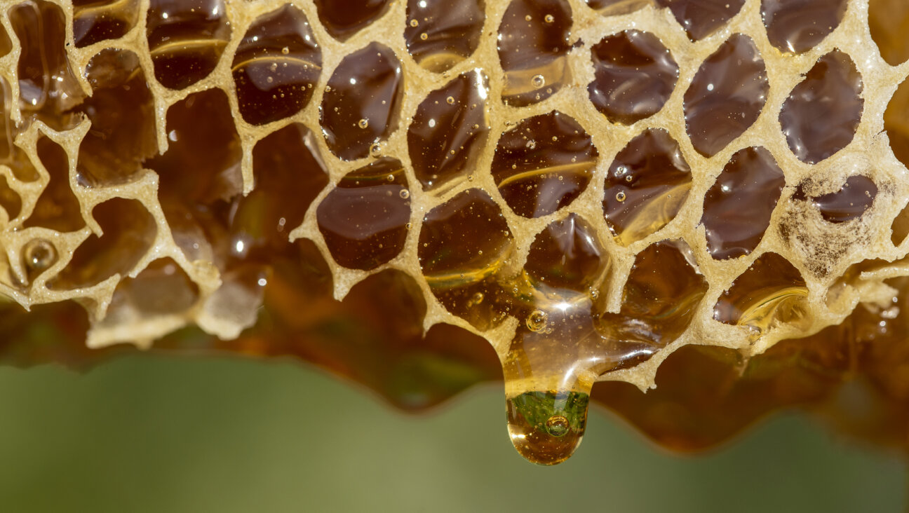 Honey dripping from honeycomb.