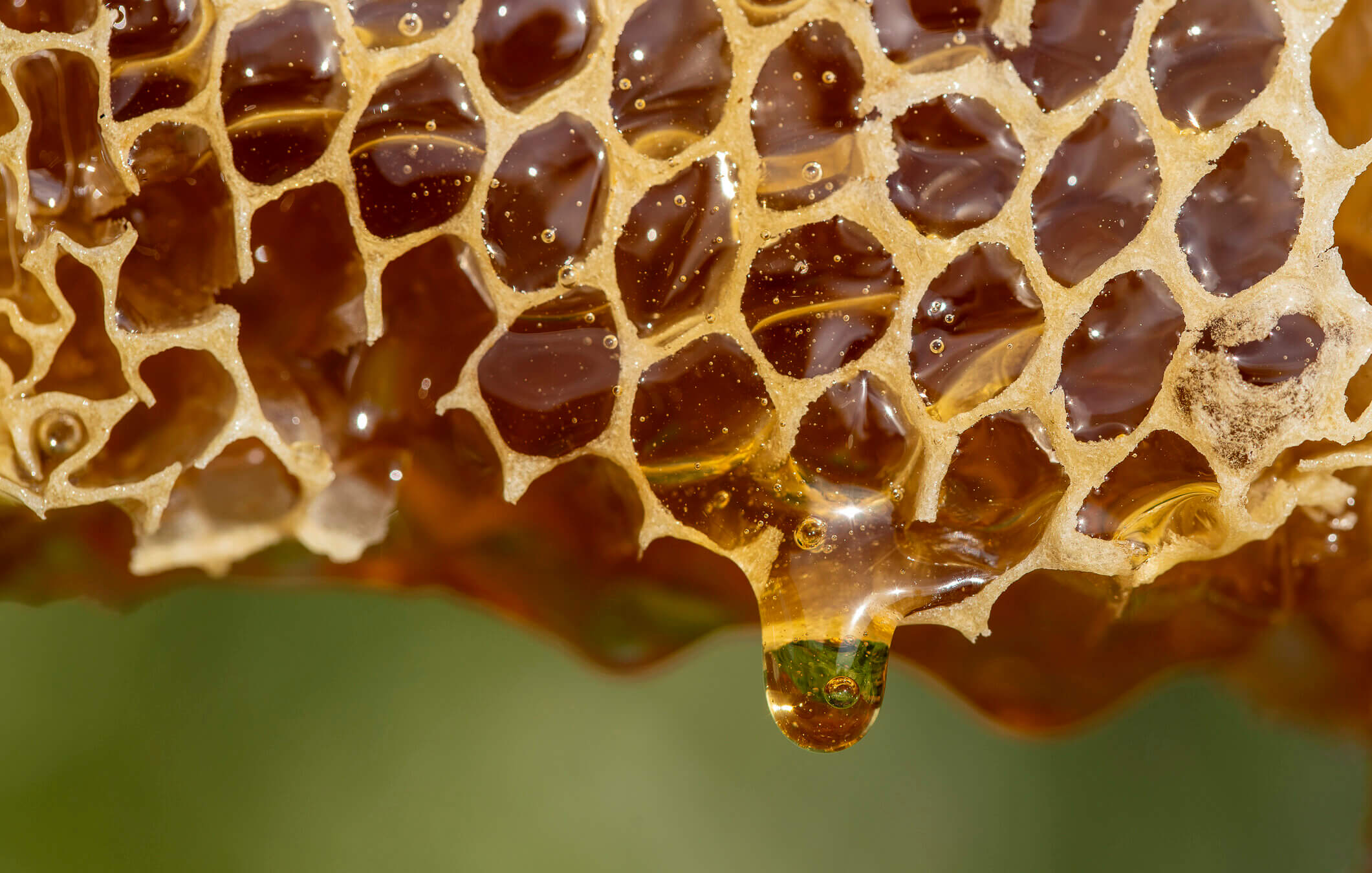 Honey dripping from honeycomb.