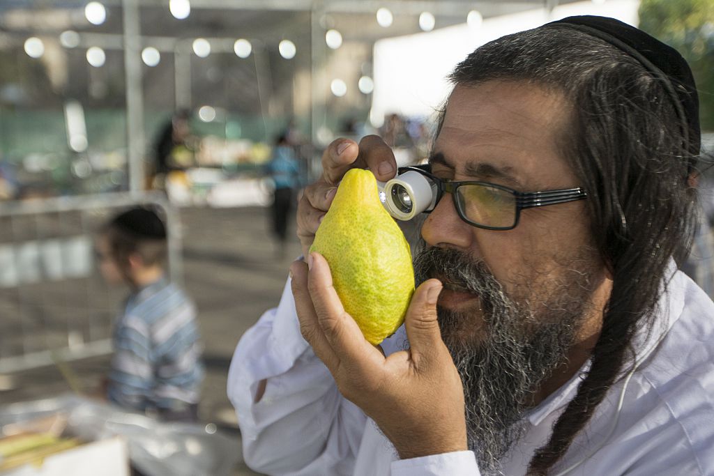 A man in Israel inspects an etrog. (Getty)
