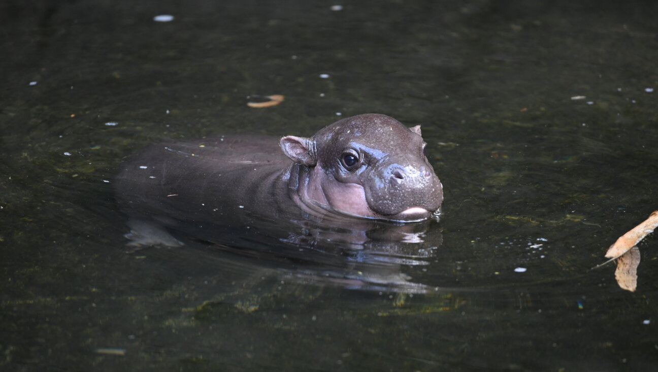 A baby pygmy potato — er, hippo — in Sydney, Australia.