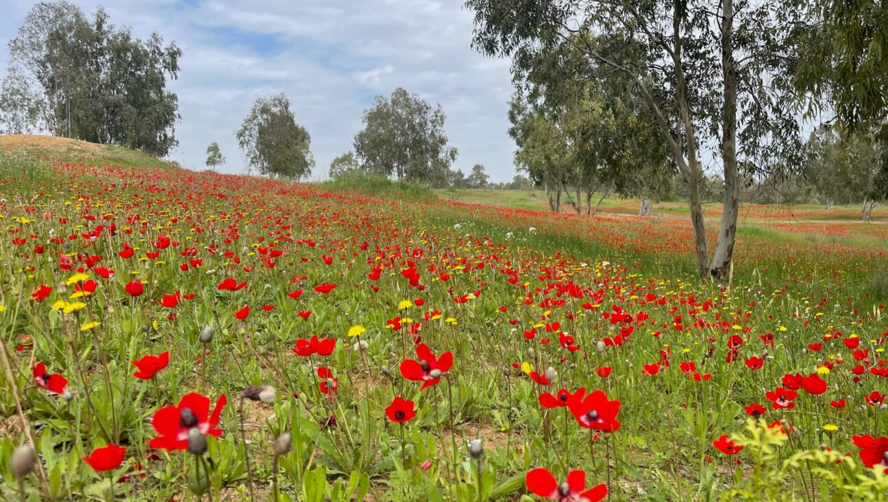 The wild buttercups that bloom each year around Israel's border with Gaza are drawing fewer visitors than the sites where the Oct. 7 massacres took place down the road.