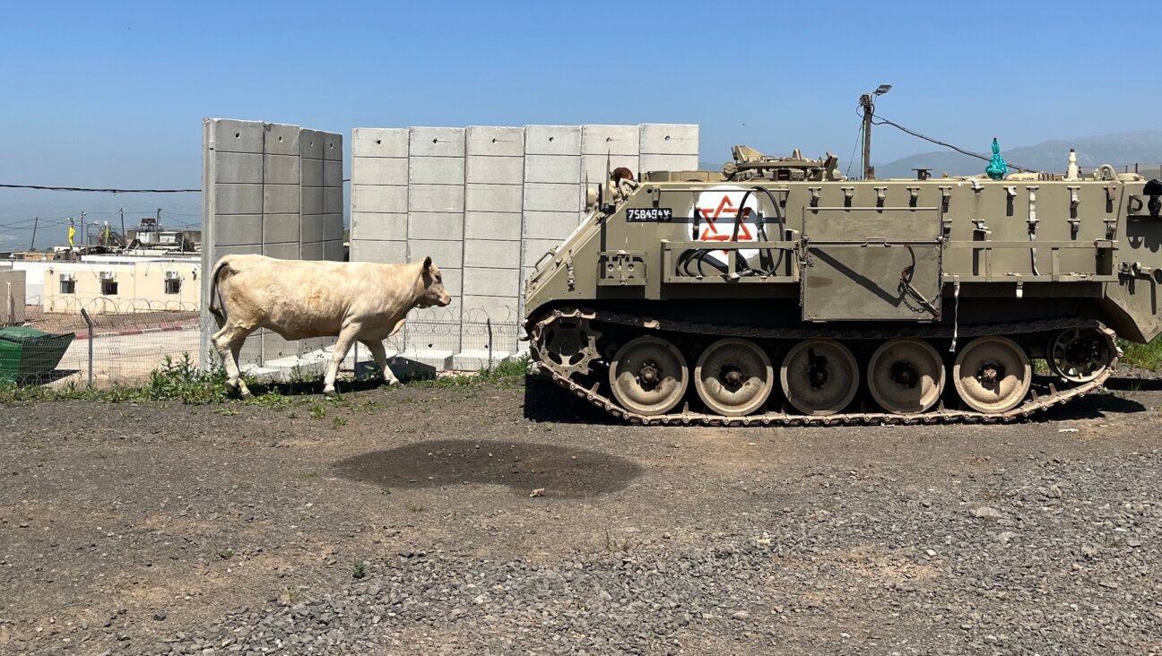 Military vehicles and cows are common sights in the Golan Heights, but are usually not seen together. (Uriel Heilman)