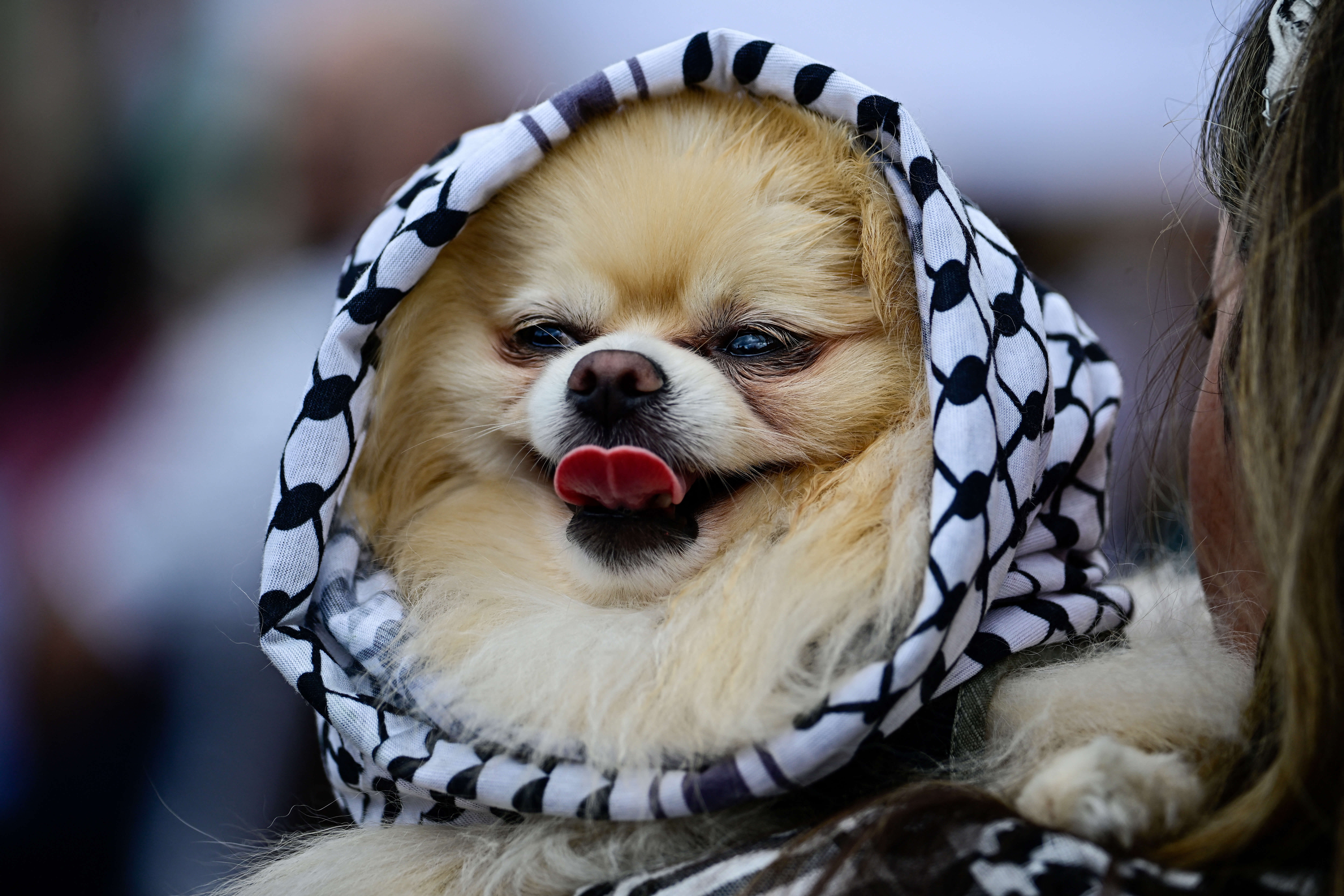 Keffiyeh-print dog accessories are also available.