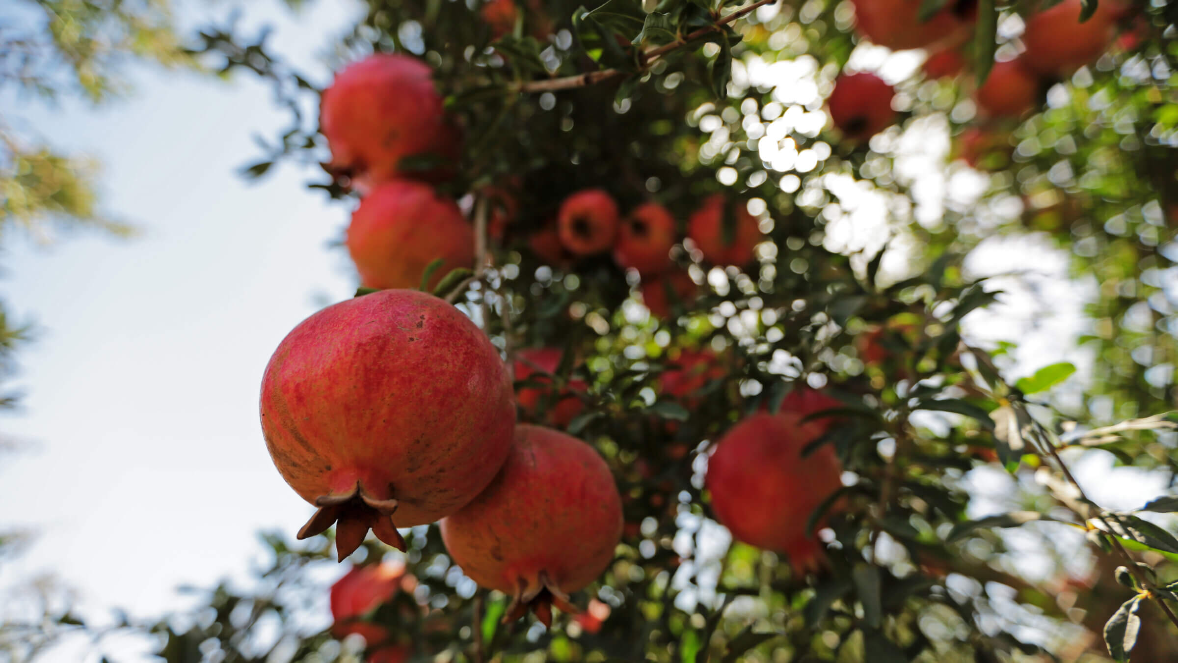 In Hebrew, a pomegranate is also a 'grenade.'