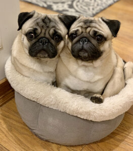Spike, left, was Fergus' nephew.