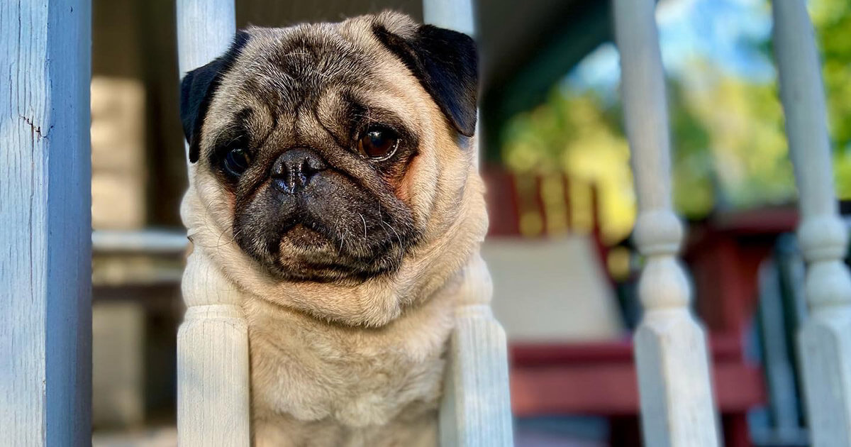 Spike, the beloved pug of the Forward's Benyamin Cohen.