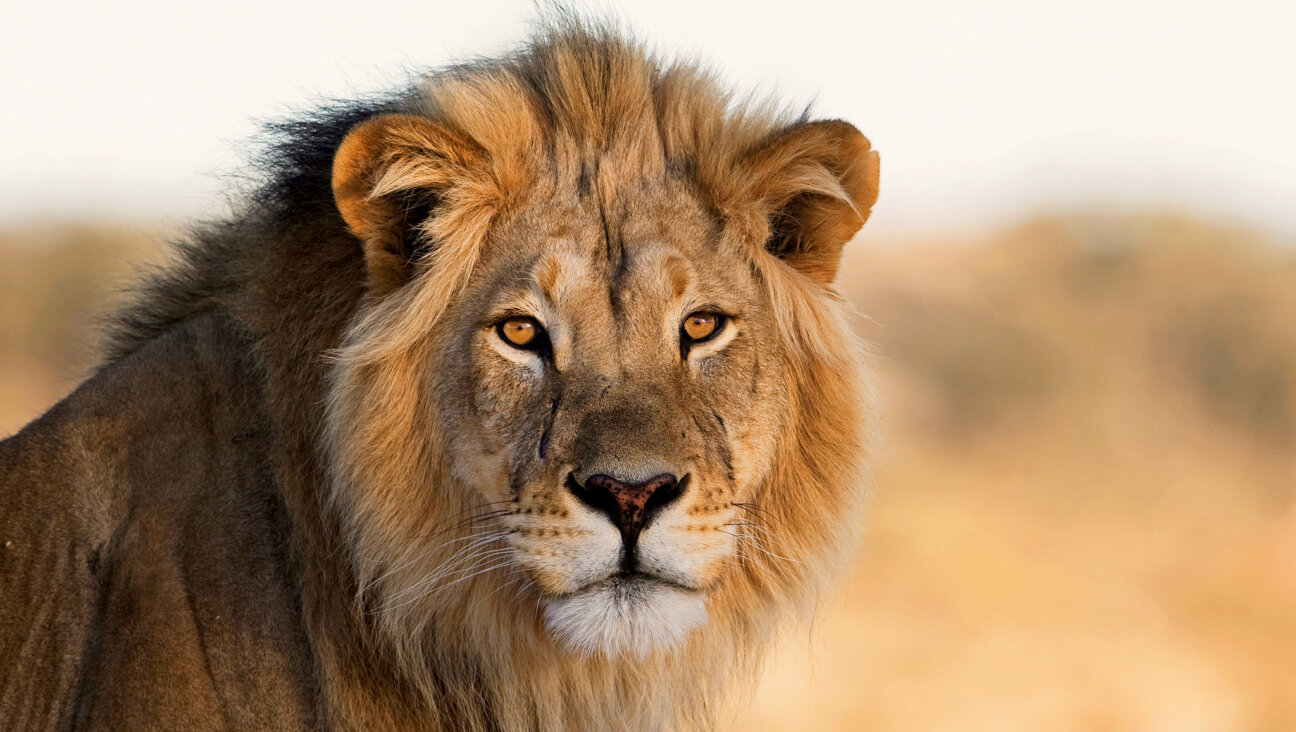 The bible speaks of a people 'leaping up like a king of beasts.'