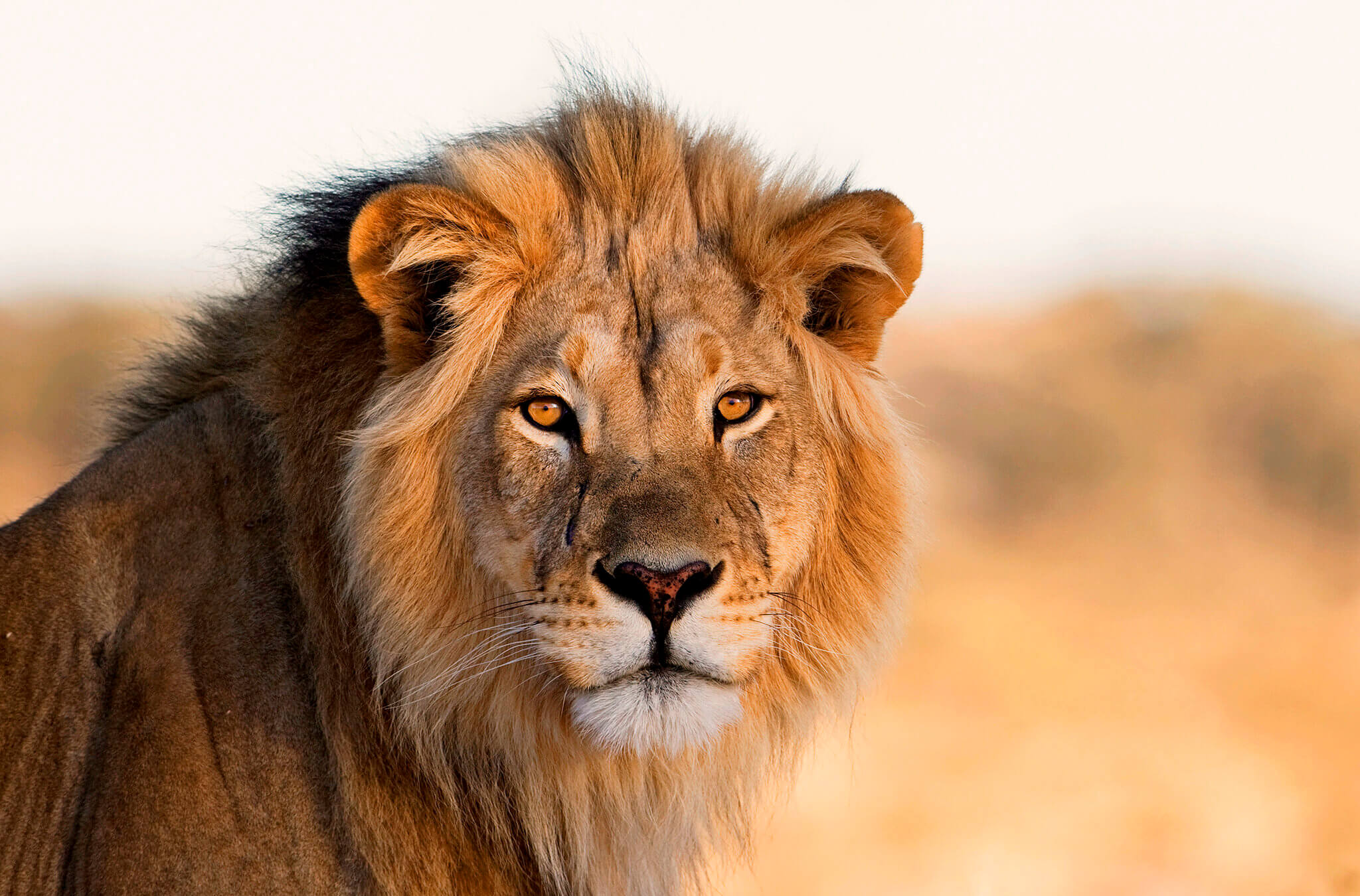 The bible speaks of a people 'leaping up like a king of beasts.'