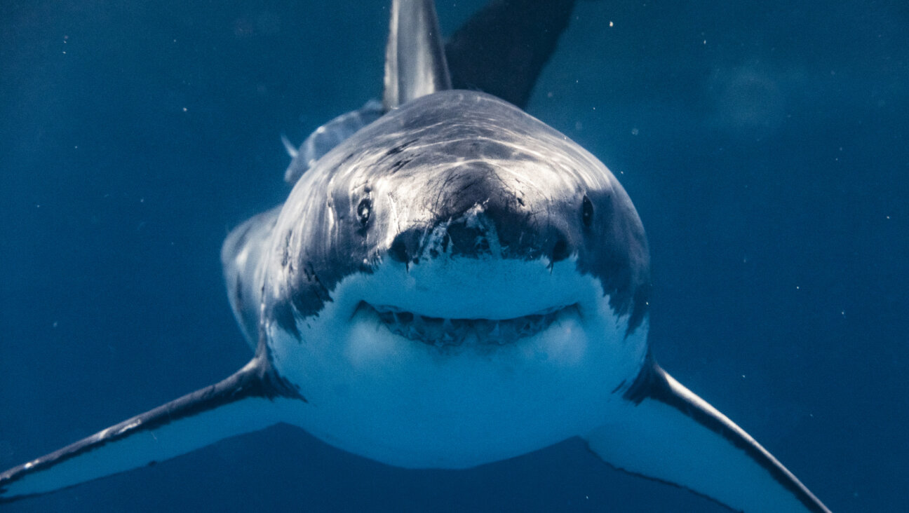 Jaws, who resembles the great white shark in this photo, is celebrating its 50th birthday this year.