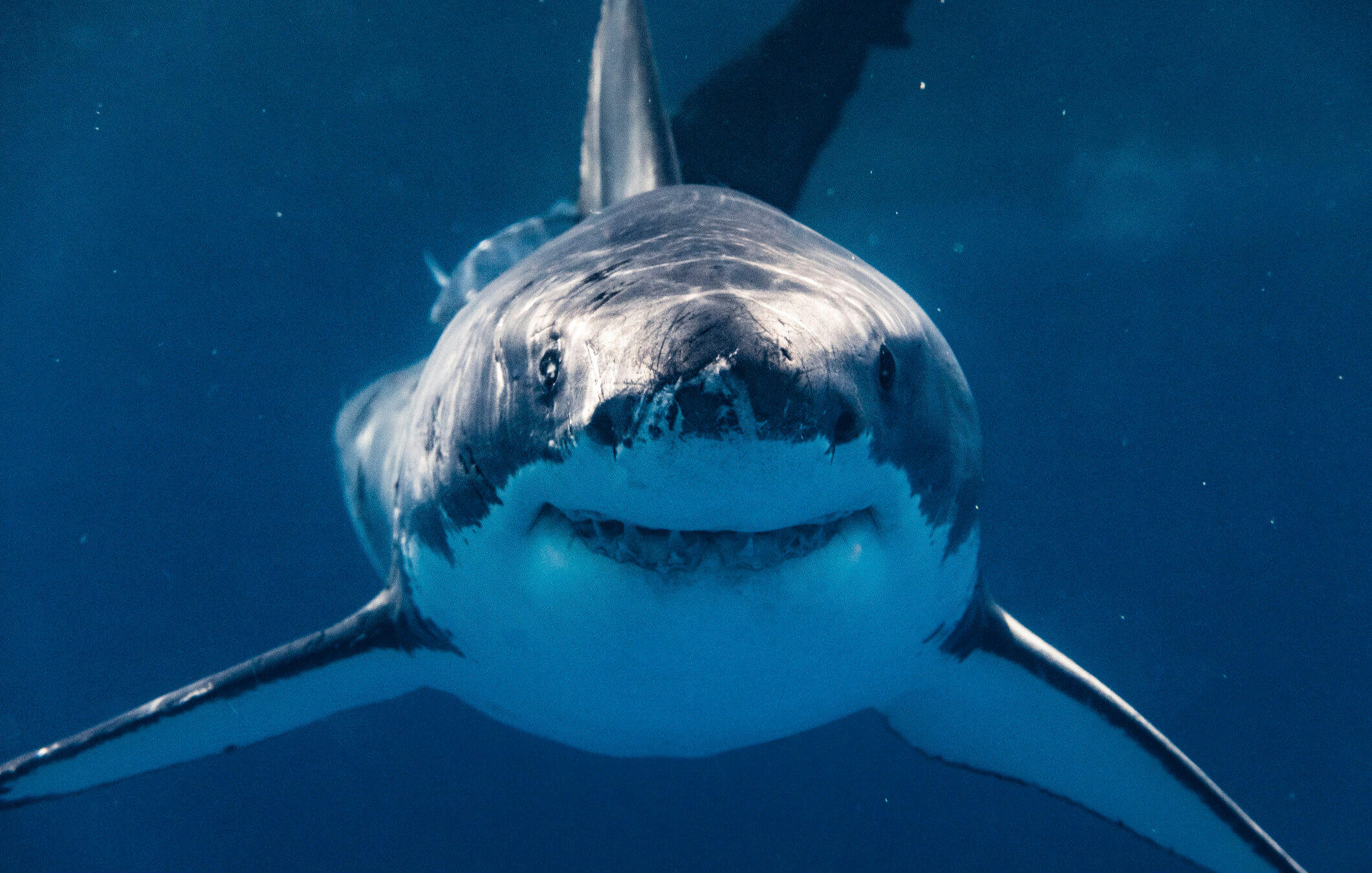 Jaws, who resembles the great white shark in this photo, is celebrating its 50th birthday this year.
