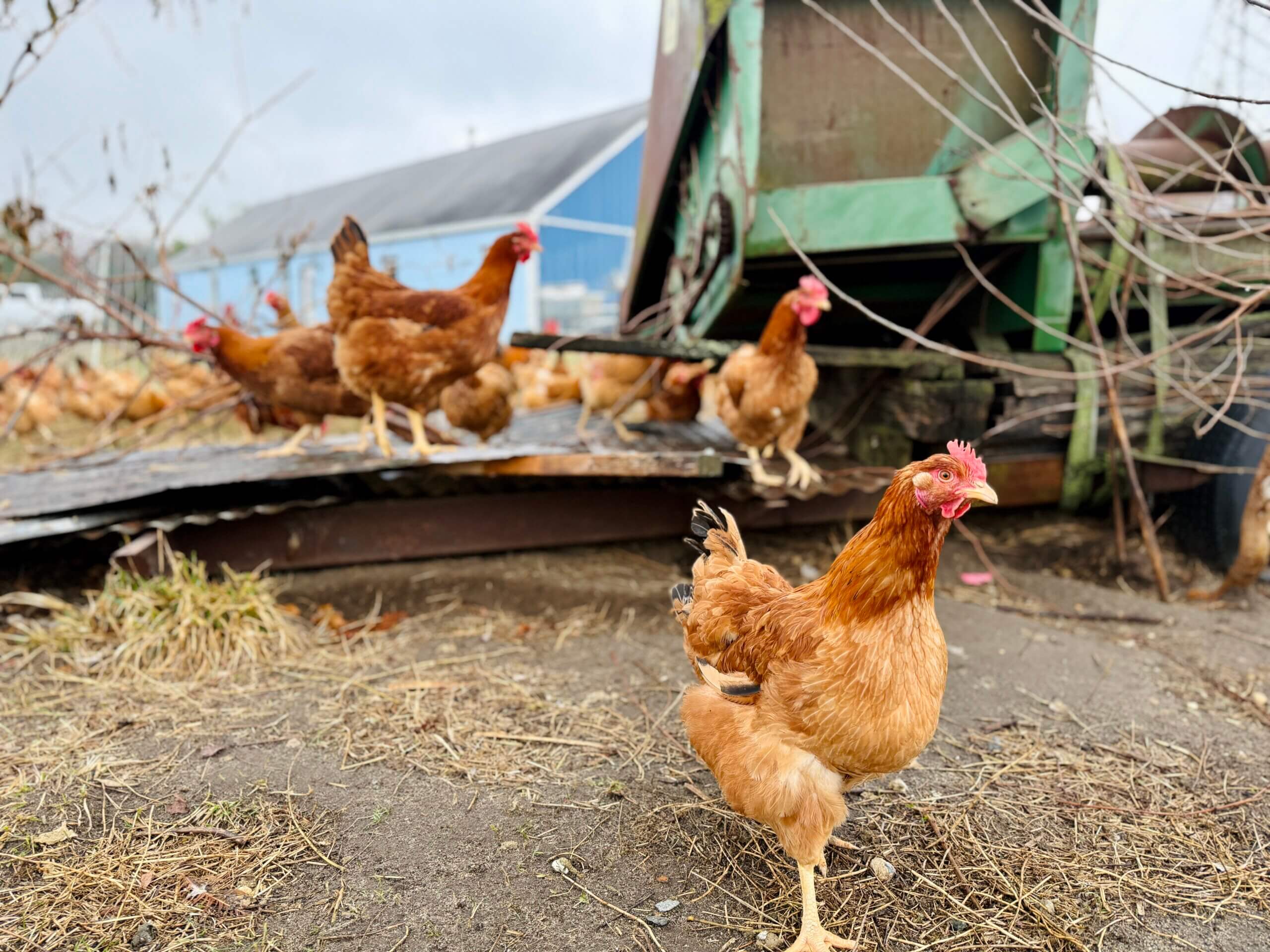 Chickens roam the 30 acres of Chosen Farms, a kosher poultry producer in Pemberton, New Jersey.