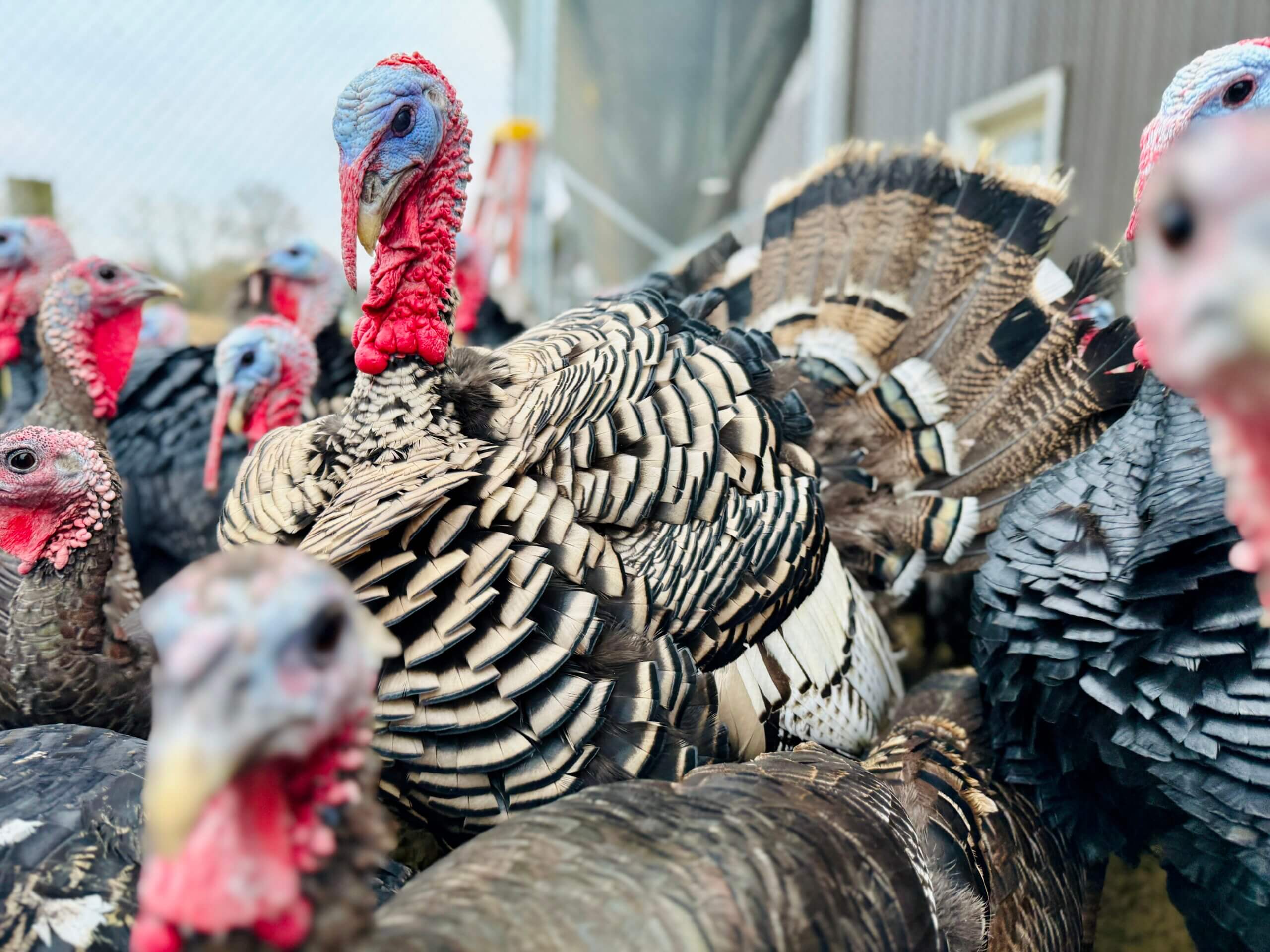 Chosen Farms is raising a flock of kosher heritage turkeys in Lancaster County, Pennsylvania.