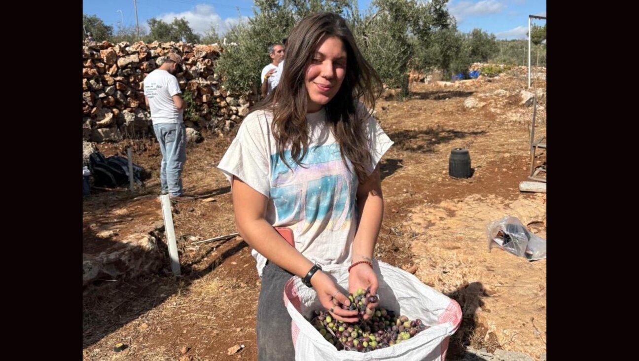 Leila Stillman-Utterback gathers olives during a harvest in the West Bank in the fall of 2025. 