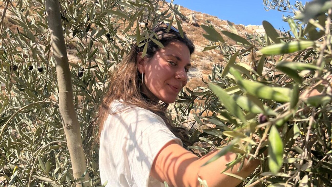 Leila Stillman-Utterback harvesting olives in the West Bank.