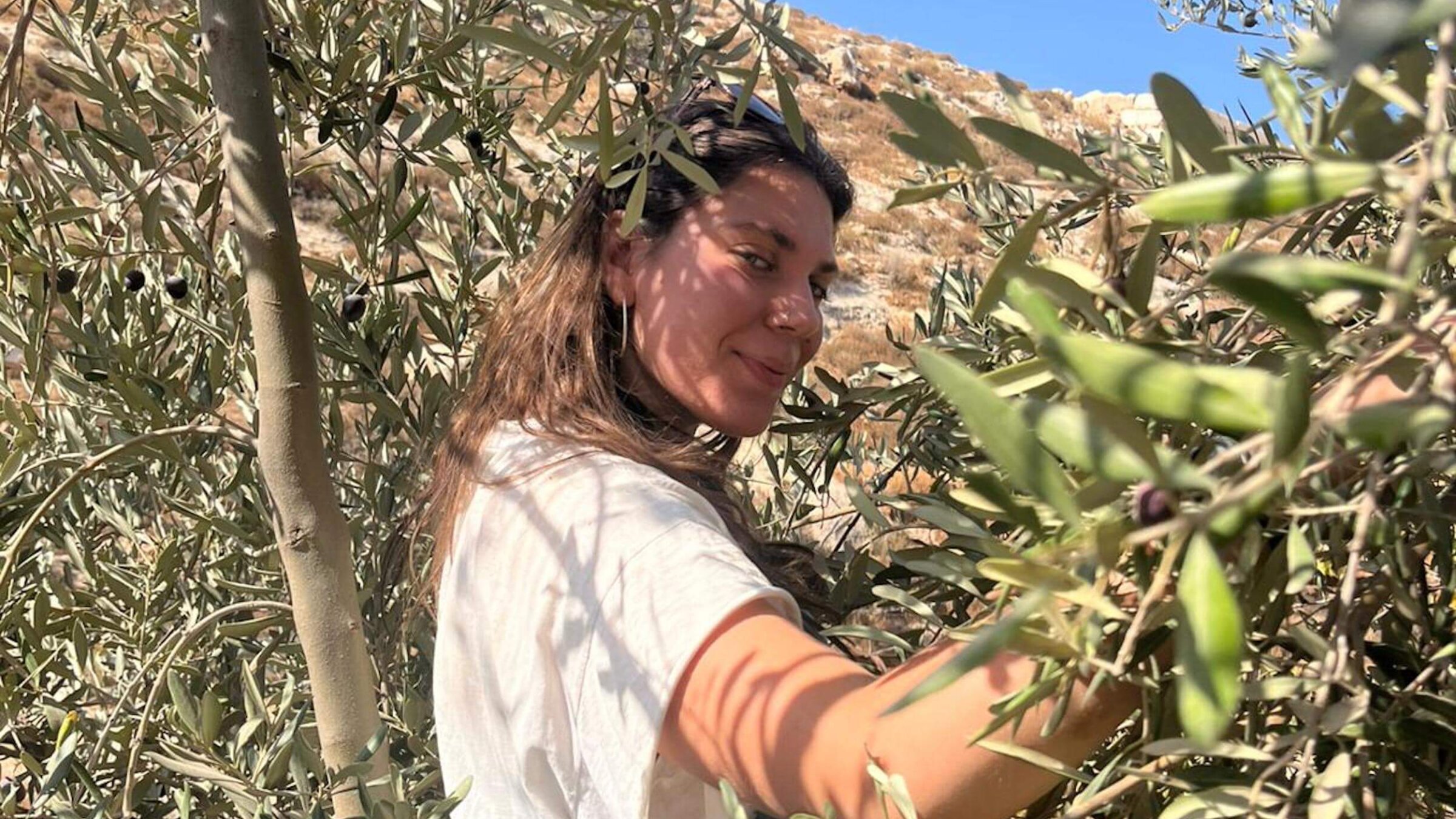 Leila Stillman-Utterback harvesting olives in the West Bank.