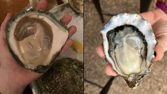 Two very different oysters; the one on the left, the size of my entire hand, tasted coppery and metallic, while the one on the right was sweetly briny.