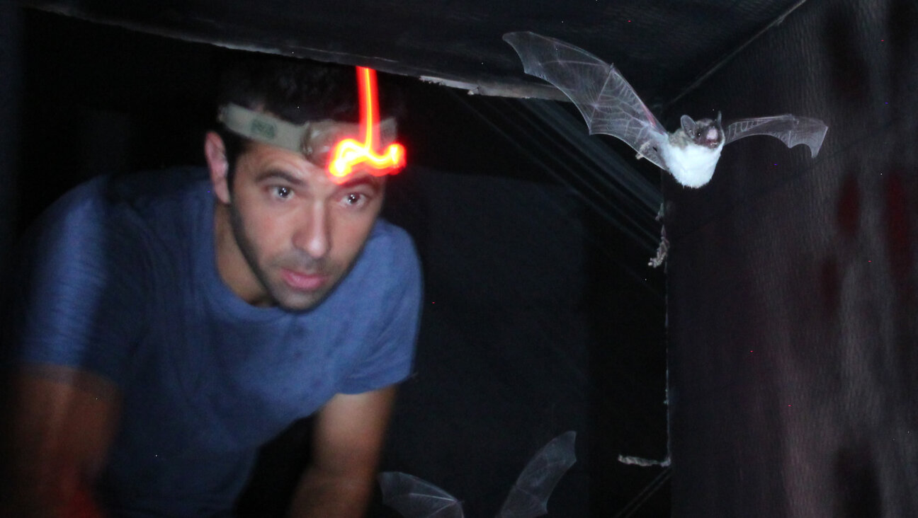 Professor Yovel, in his element