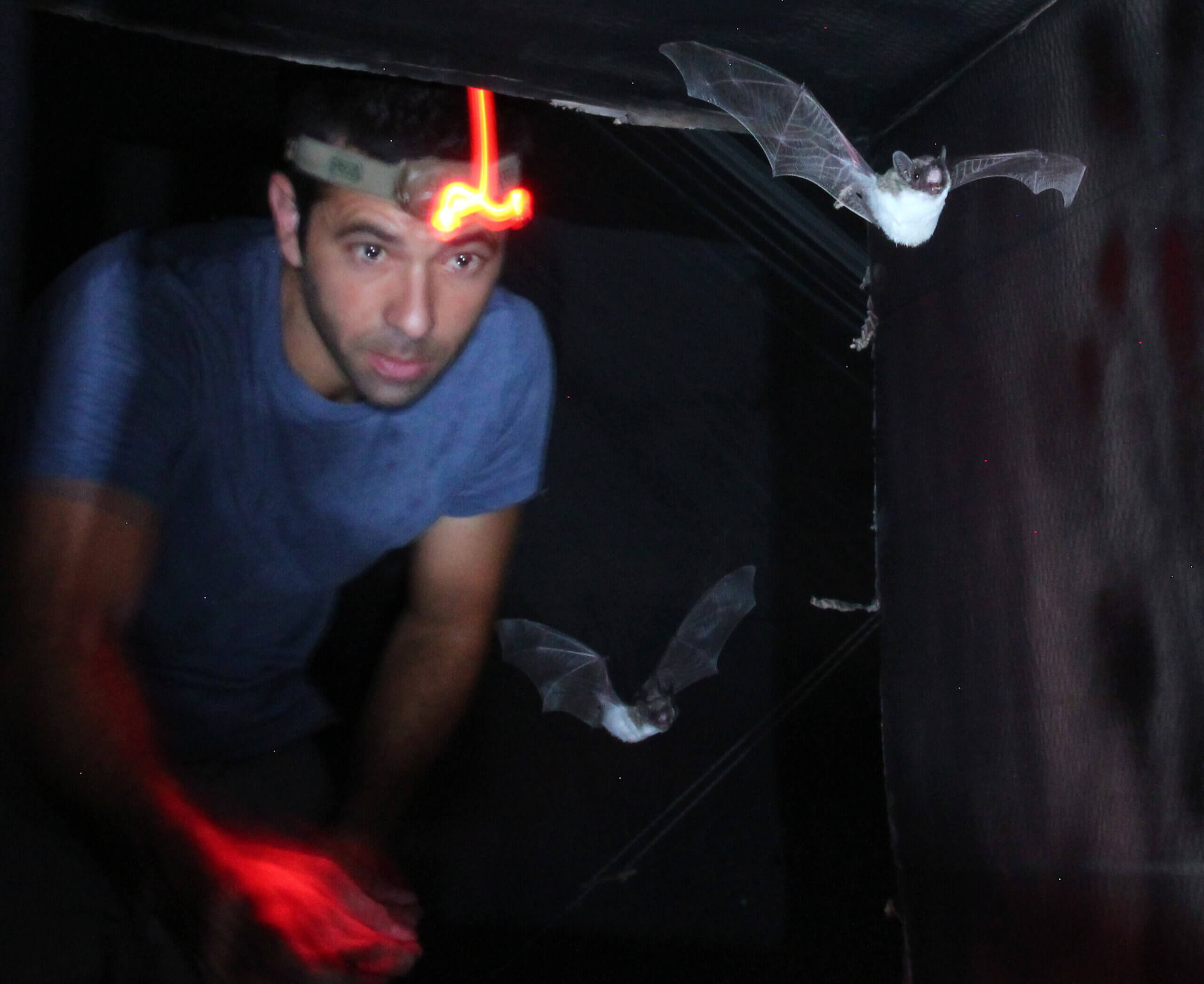 For Israel’s foremost chiropterologist, every bat is a mitzvah