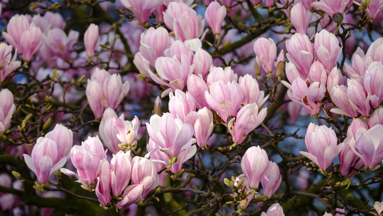 The author recalls springtime full of magnolias the color of ballet slippers.