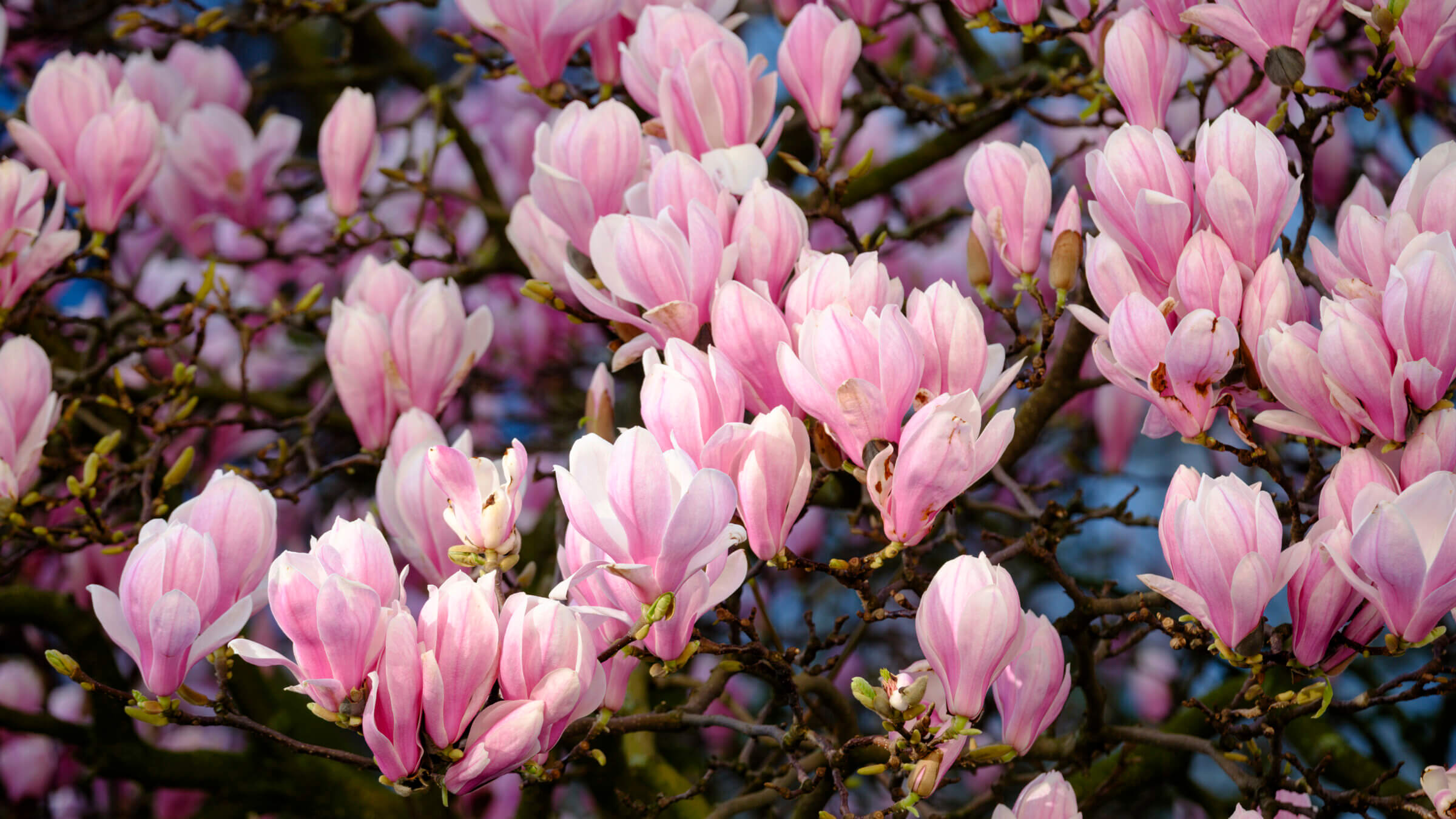 The author recalls springtime full of magnolias the color of ballet slippers.