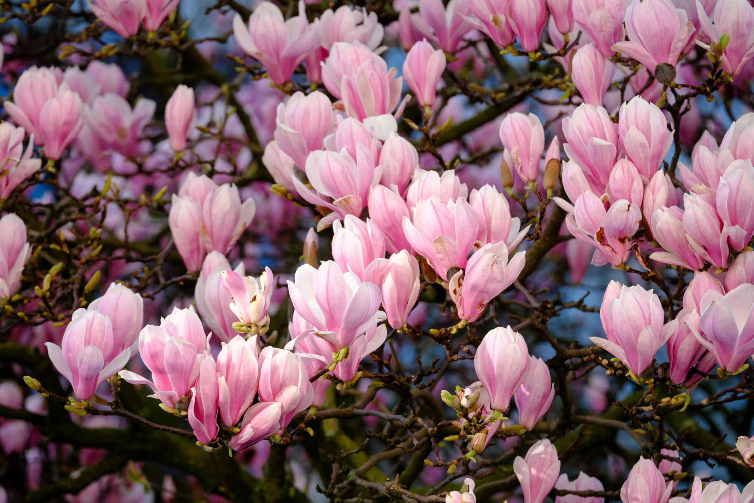 In my Passover memories, the magnolia trees of Brooklyn are always in bloom