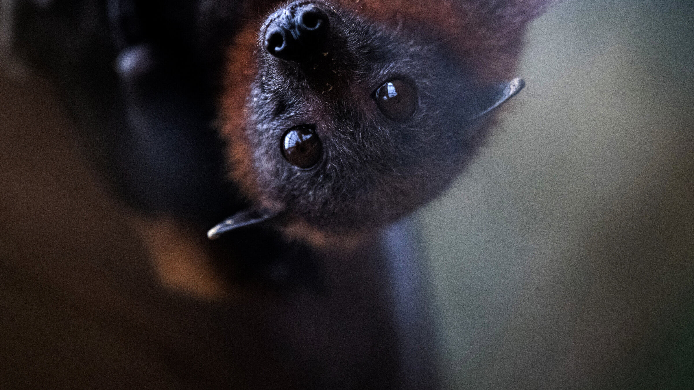 In 1970, Jewish philosopher Thomas Nagel authored 'What Is It Like To Be a Bat?" which could help readers navigate an upside-down world.