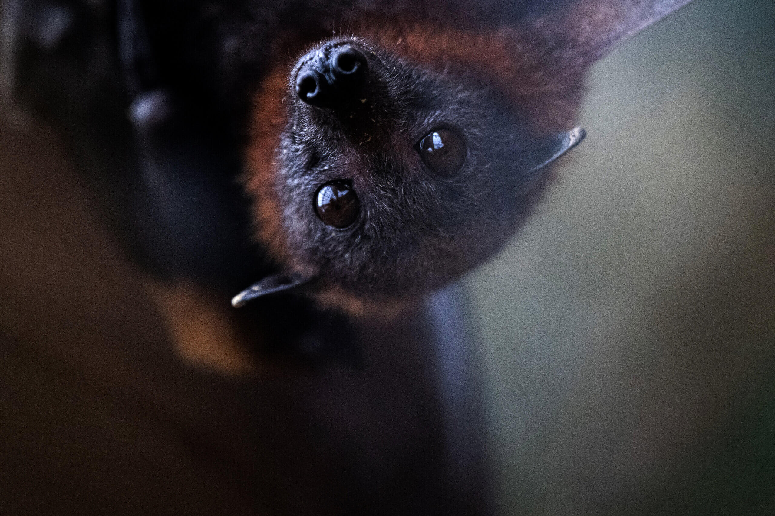 This Jewish philosopher knows our politics are absurd — and why that’s a good...