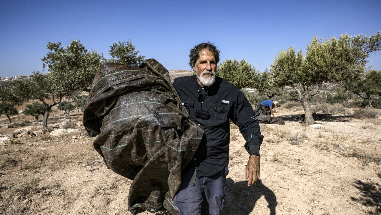 Rabbi Arik Ascherman, who leads Torat Zedek, is seen here helping Palestinians during the olive harvest at a grove outside Ramallah.