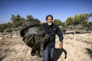 Rabbi Arik Ascherman, who leads Torat Zedek, is seen here helping Palestinians during the olive harvest at a grove outside Ramallah.